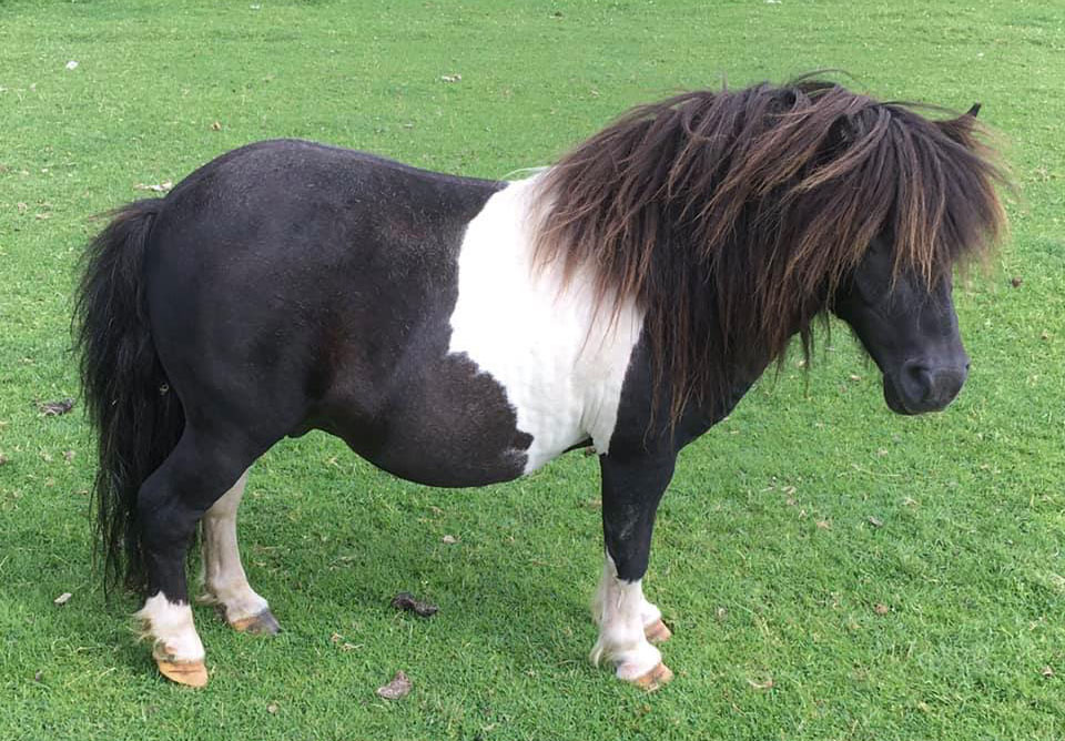 Shallowater Stud - Miniature Shetland Stallions